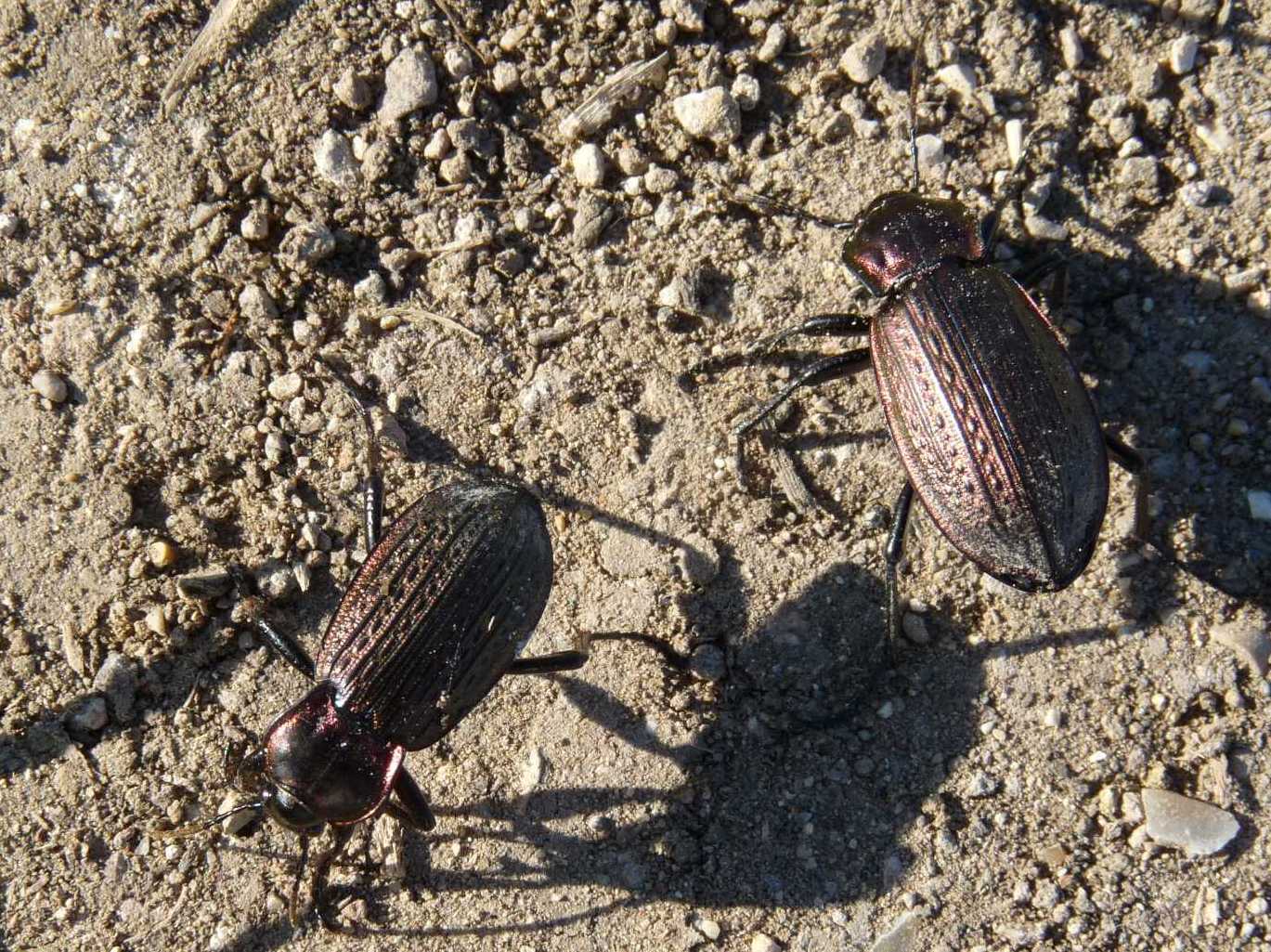 Carabus morbillosus constantinus